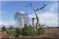 SU9153 : Dead pine, Ash Ranges by Alan Hunt