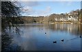 Ducks on Tannoch Loch