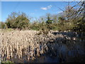 Pond opposite St James, Weethley