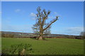 Tree in winter