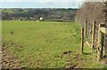 Sheep pasture near Furzepark