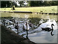 Swans on the canal, Cosgrove