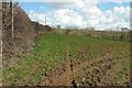 Field above Blackwater