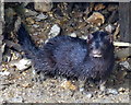 Mink on the Aylesbury Arm of the Grand Union Canal