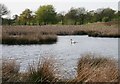 Mute Swan, Hogganfield Park Local Nature Reserve