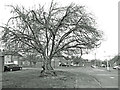 Old Cherry Tree, Malcolm Road