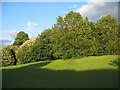 Clump of trees in public park area