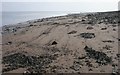 The beach at Carsethorn