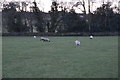 SE2060 : Sheep grazing in the Nidd Valley by N Chadwick