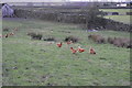 SE1959 : Free range chickens, Low Hirst Farm by N Chadwick