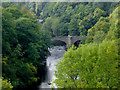 Woodland by the River Dee south of Trevor, Wrexham