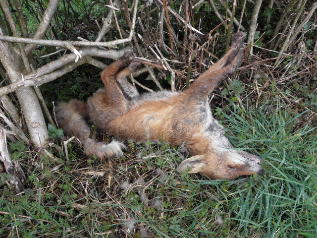 A dead fox, Glasmullagh © Kenneth Allen :: Geograph Ireland