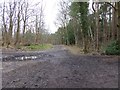 Looking west along track east of Tilgate Forest Business Park