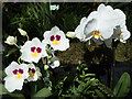 Orchids at Royal Horticultural Hall, London, SW1