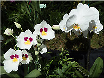 TQ2978 : Orchids at Royal Horticultural Hall, London, SW1 by Christine Matthews