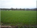 Crop field north of the B6278