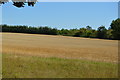 Wheat field