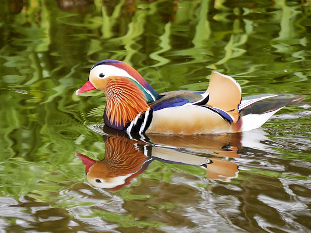 Martin Mere Wetland Centre, Mandarin Duck