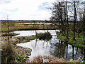 SD4214 : Wetlands at Martin Mere by David Dixon
