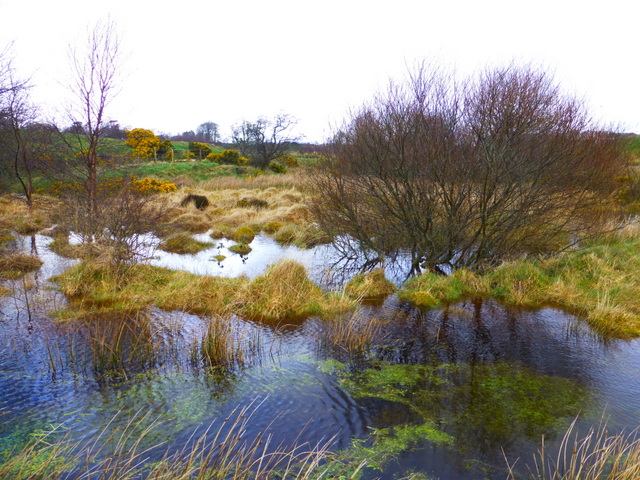 Swampy ground, Mullaghslin Glebe