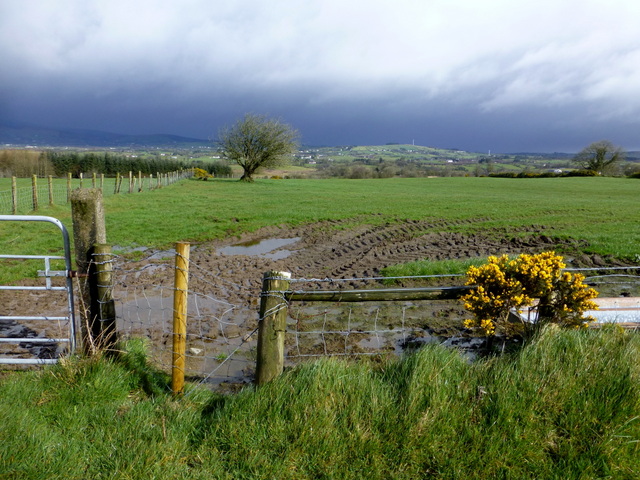 A muddy field, Bracky