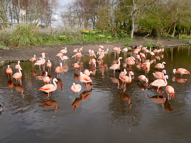 Martin Mere Wetland Centre, Chilean Flamingos (Phoenicopterus chilensis)