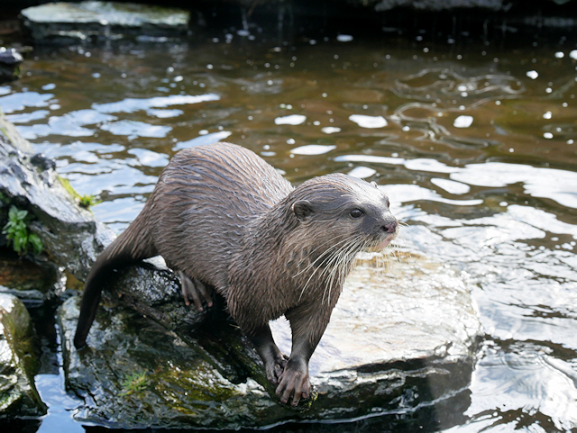 Martin Mere Wetland Centre, Asian... © David Dixon cc-by-sa/2.0 ...