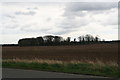 Wood at Little Limber on the Brocklesby estate