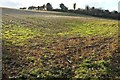 Arable field by Brinscombe Lane