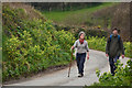 Torridge : Country Lane