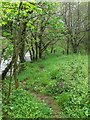 Small path to Afon Mawddach