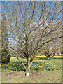 Tree in Memory of John Longland, Trent Park, London N14