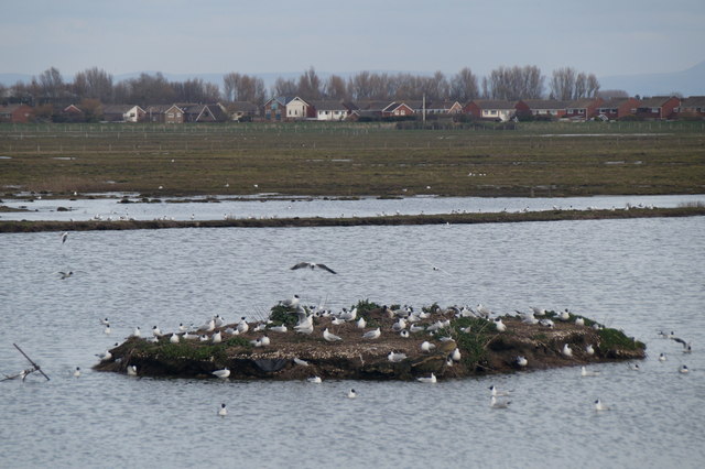 Black-headed Gull colony at the Sandgrounders Hide, Marshside