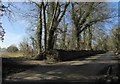 ST7259 : Lane near Combe Hay by Derek Harper