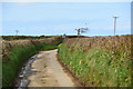 Torridge : Country Lane