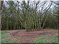 Tangled beech trees