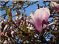 SO8454 : Magnolia blossom by Philip Halling