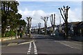 Pollarded trees on Leybourne Avenue