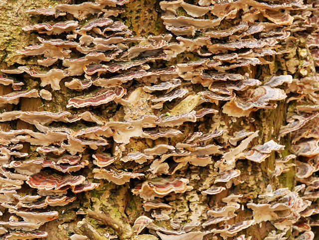 Bracket Fungus on Dead Tree Stump