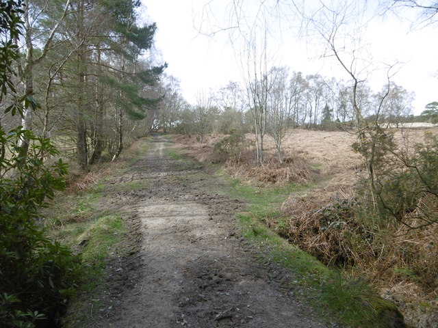 ashdown forest mountain biking