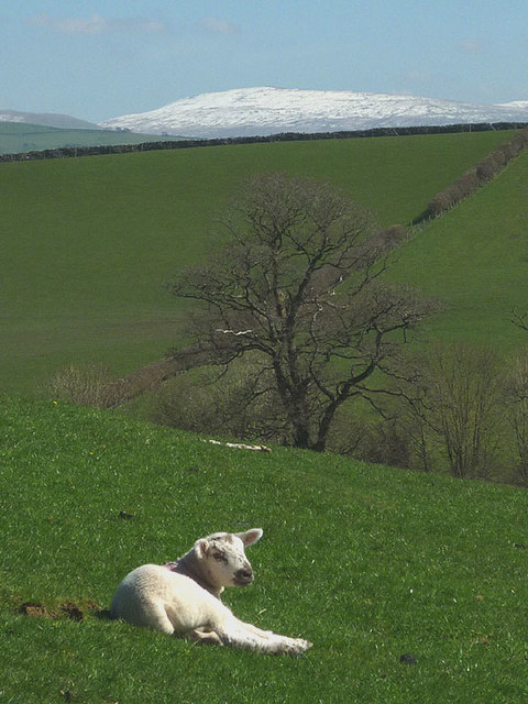 Spring lamb, Spring snow