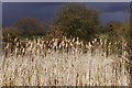 Wyrley & Essington Canal, Pelsall