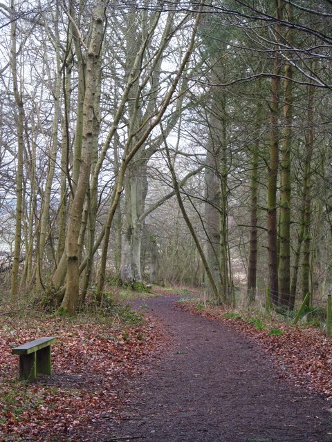 Woodland path above Dryburgh