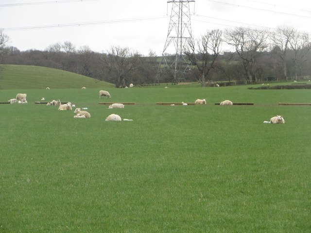 Ewes and lambs at Brinkheugh