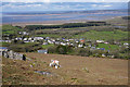 Sheep with lambs above Llanmadoc