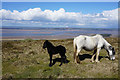 Pony and foal on Llanmadoc Hill