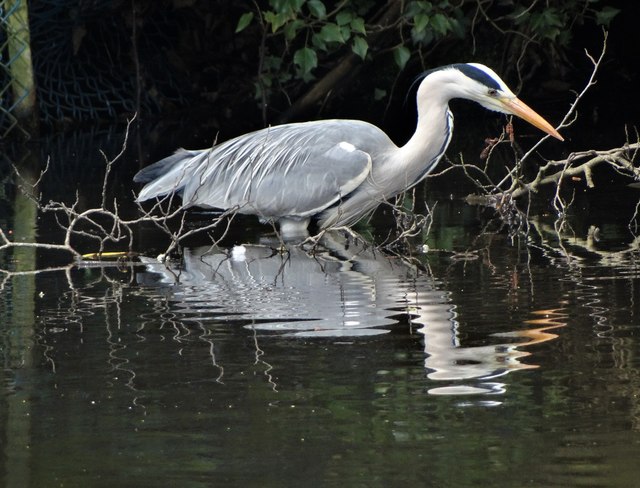 Grey heron stalking prey