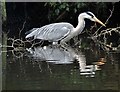 Grey heron stalking prey