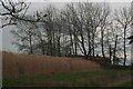 Miscanthus crop along Broughton Lane, near Harmston