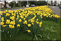 Daffodils, Switchback Road